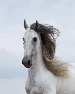 Portrait of a grey Andalusian stallion, in Ciutadella, Menorca, Spain