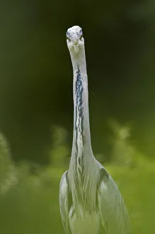 Catalogue3 Prints: Portrait of Grey Heron (Ardea cinerea) looking directly at lens. The Netherlands, June