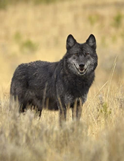 Portrait of Grey Wolf (Canis lupus). Yellowstone National Park, Wyoming, USA, October