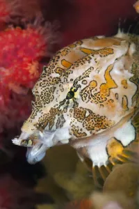 Portrait of a Grunt sculpin (Rhamphocottus richardsonii) yawns as it moves through soft corals
