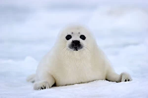 Portrait of Harp seal (Phoca groenlandicus) pup on sea ice, Magdalen Islands, Gulf of St Lawrence