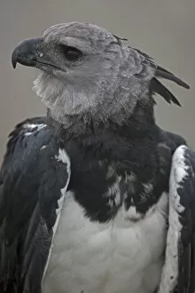 Eagles Gallery: Portrait of a Harpy Eagle (Harpia harpyja) - captive. Endemic to South American tropical zones