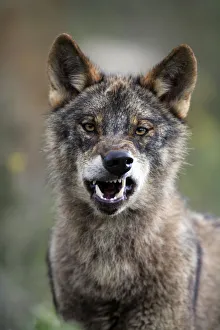 Portrait of Iberian wolf {Canis lupus sygnatus} snarling, captive, Lobo Park, Antequera