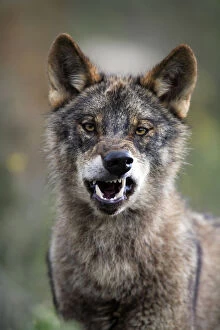 Anger Gallery: Portrait of Iberian wolf {Canis lupus sygnatus} snarling, captive, Lobo Park, Antequera