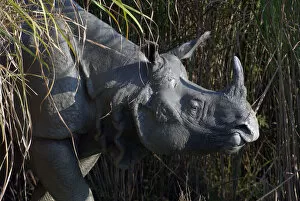 Portrait of an Indian Rhinoceros (Rhinoceros unicornis). Kaziranga National Park, India