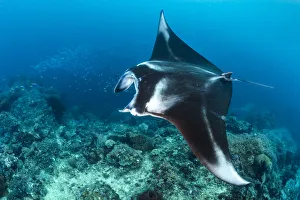 Portrait of a large female Reef manta ray (Mobula alfredi) swimming over a coral reef