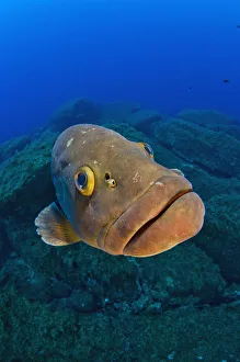 Uncatalogued Prints: A portrait of a large male Dusky grouper (Epinephelus marginatus). Lavezzi Islands