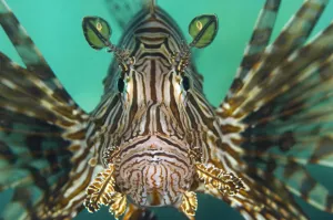 Images Dated 2nd August 2016: Portrait of a lionfish (Pterois volitans), a study of concentration as it hunts