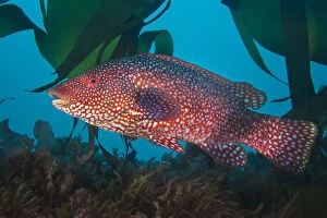 Fish Collection: A portrait of a male Ballan wrasse (Labrus bergylta), showing his bright mating colours
