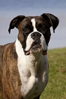 Images Dated 21st October 2009: Portrait of male Boxer, light brindle coloured with natural ears, standing by lake shore