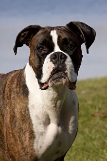 Males Prints: Portrait of male Boxer, light brindle coloured with natural ears, standing by lake shore