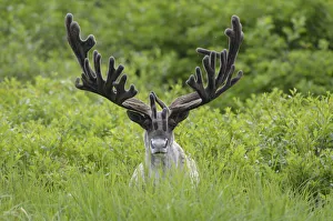 Antler Gallery: Portrait of male Reindeer (Rangifer tarandus) with large antlers, in velvet