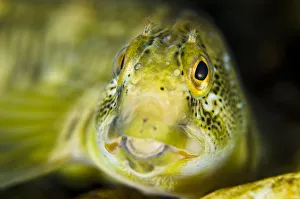Images Dated 25th March 2012: Portrait of a male River blenny (Salaria fluviatilis) River Flumendosa, Gennargentu National Park