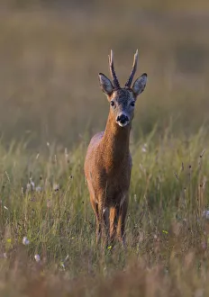 Portrait of a male Roe deer (Capreolus capreolus) in a meadow, Cairngorms NP, Scotland