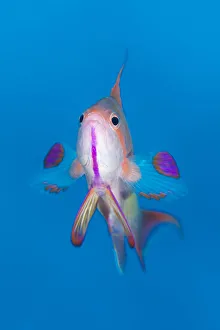 Anthias Prints: Portrait of male Scalefin anthias (Pseudanthias squamipinnis) swimming in open water
