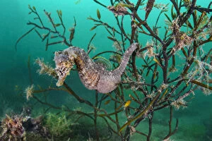 Portrait of a male short snouted seahorse (Hippocampus hippocampus) in sea oak seaweed