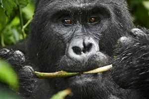 Portrait of male silverback Mountain gorilla (Gorilla beringei beringei) feeding