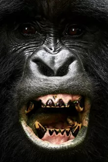 Portrait of male silverback Mountain gorilla (Gorilla beringei beringei) showing his teeth, member of Nyakagezi group