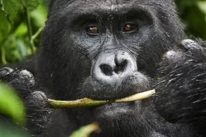 Gorilla Gorilla Beringei Prints: Portrait of male silverback Mountain gorilla (Gorilla beringei beringei) feeding