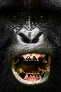 Portrait of male silverback Mountain gorilla (Gorilla beringei beringei) showing his teeth, member of Nyakagezi group. Mgahinga National Park, Uganda