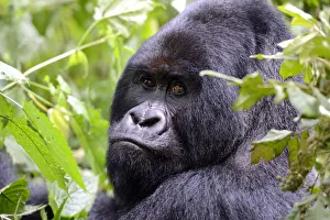 Portrait of male silverback Mountain gorilla (Gorilla beringei beringei) Virunga National Park