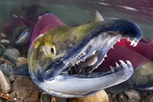 Portrait of Male Sockeye salmon (Oncorhynchus nerka) showing teeth. Adams River, British Columbia