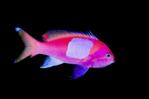 Portrait of a male Squarespot anthias (Pseudanthias pleurotaenia). Sangeang Island; Sumbawa