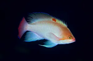 Portrait of a male Stocky anthias (Pseudanthias hypselosoma). Seraya, Tulamben, Bali, Indonesia