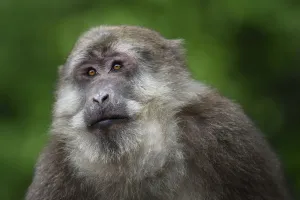 Portrait of male Tibetan macaque (Macaca thibetana) sitting in the bush in Tangjiahe Nature Reserve
