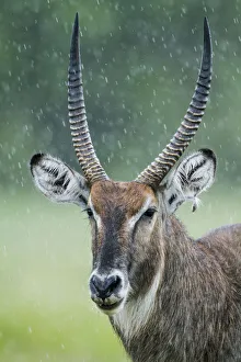 Proud Prints: Portrait of male Waterbuck (Kobus ellipsiprymnus) in the rain, Masai-Mara game reserve