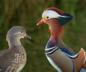 2019 November Highlights Gallery: Portrait of a Mandarin duck (Aix sponsa) male animal and female. UK. Introduced species