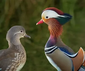 Portrait of a Mandarin duck (Aix sponsa) male animal and female. UK. Introduced species