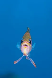 Images Dated 29th September 2007: A portrait of a Mediterranean anthias (Anthias anthias) against open water. Secca Del Papa