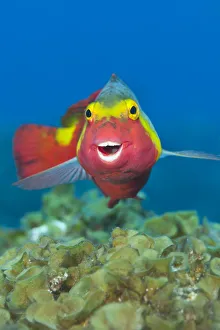A portrait of a Mediterranean parrotfish (Sparisoma cretense) above an algae covered rock