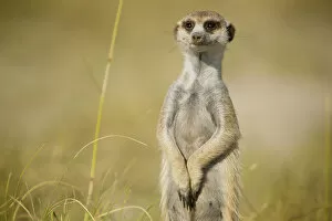 Alert Gallery: Portrait of a meerkat (Suricata suricatta) or suricate, looking at the camera
