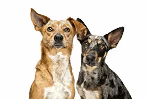 Portrait of a two mixed breed rescue dogs on white background