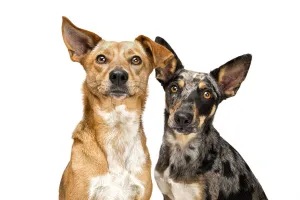 Portrait of a two mixed breed rescue dogs on white background Portrait of a two mixed breed rescue dogs on white background