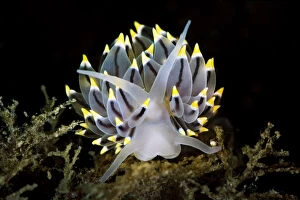 A portrait of a nudibranch (Eubranchus tricolor) on the seabed of a Scottish loch
