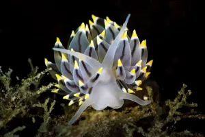 A portrait of a nudibranch (Eubranchus tricolor) on the seabed of a Scottish loch