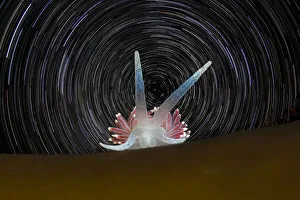 Star Trail Prints: Portrait of a Nudibranch (Flabellina pellucida) on a kelp frond with star trails