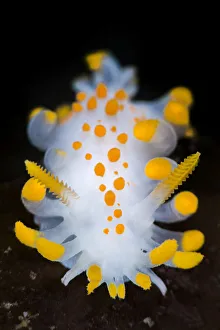 Uncatalogued Prints: A portrait of a nudibranch ( Limacia clavigera) searching for food on algae. Gulen, Norway