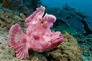 Portrait of Paddle-flap scorpionfish (Rhinopias eschmeyeri) on rubble slope