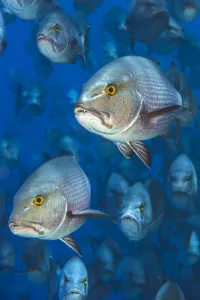 Snapper Prints: Portrait of pair of Bohar snappers (Lutjanus bohar) in their spawning aggregation