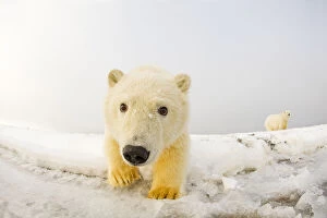 Images Dated 22nd October 2011: Portrait of Polar bear (Ursus maritimus) cub along the Bernard Spit during autumn freeze up