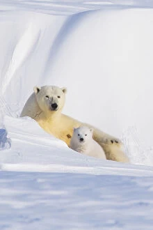 Polar Bears Collection: Portrait of Polar bear (Ursus maritimus) sow with spring cub, newly emerged