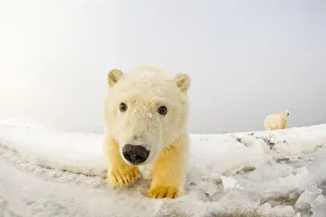 Portrait of Polar bear (Ursus maritimus) cub along the Bernard Spit during autumn freeze up