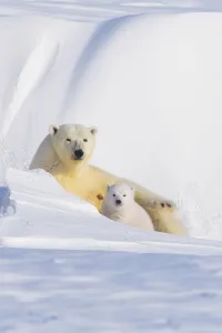 Portrait of Polar bear (Ursus maritimus) sow with spring cub, newly emerged