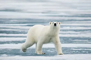 Portrait of polar bear (Ursus maritimus) travelling across melting sea ice in search of seals