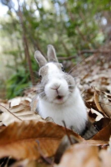 Bunny Island Collection: Portrait of rabbit in leaf litter, Okunoshima Rabbit Island, Takehara, Hiroshima