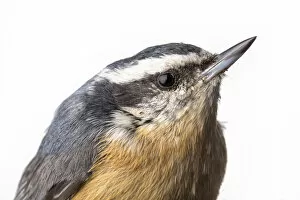 Portrait of a Red-breasted nuthatch, (Sitta canadensis) with white background